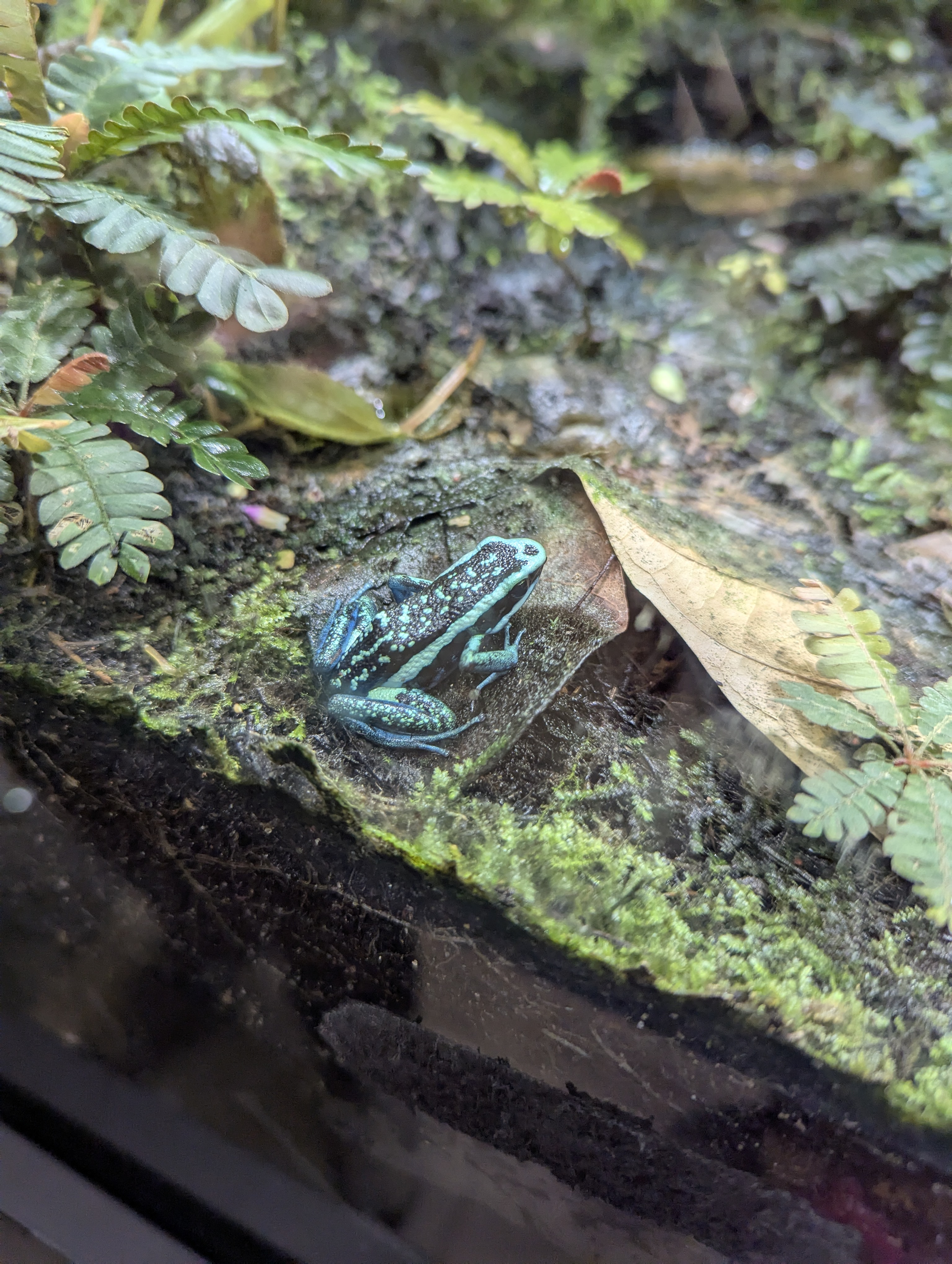 Birthday Trip to Canada, Edmonton, Pyramids, Muttart Observatory